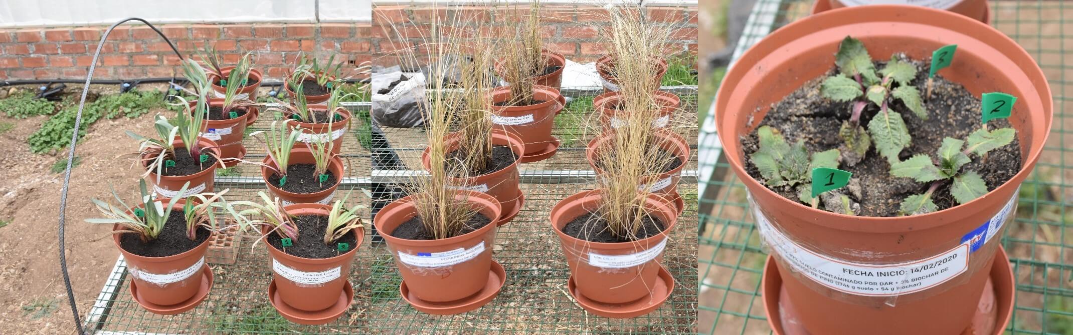 Cómo descontaminar el suelo usando plantas fitorremediación Ancash Perú