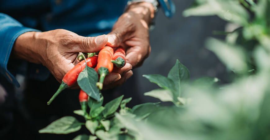 producción de cultivo de amarillo Perú