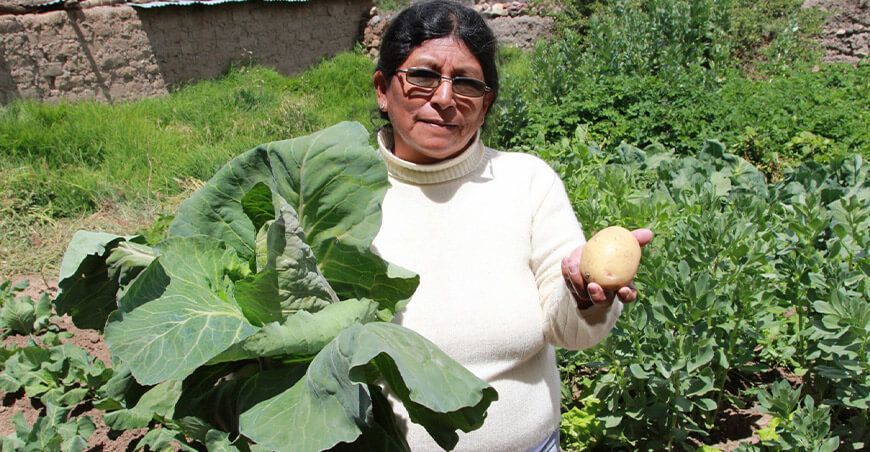 Más de 13 000 familias de Ayacucho y Huancavelica mejoran su calidad de vida con tecnologías productivas de Haku Wiñay productora de hortalizas Perú