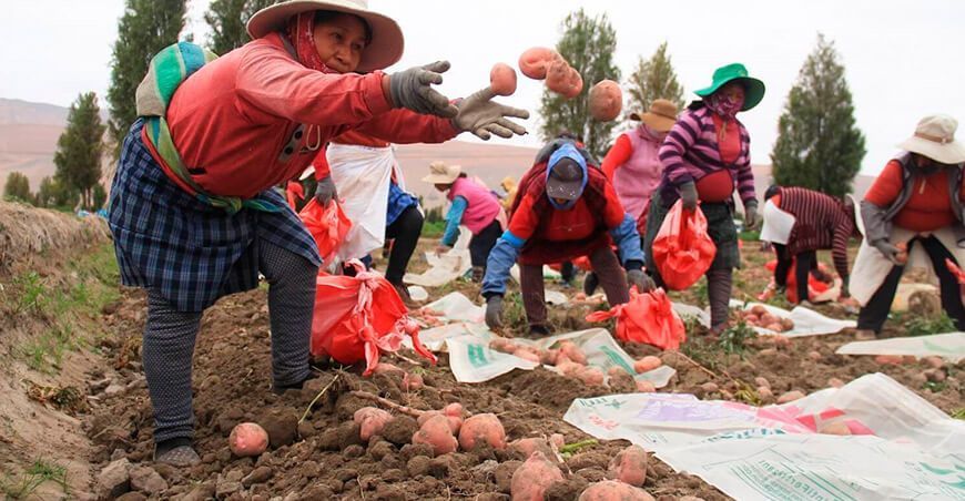 producción y cosecha de papa productores Perú