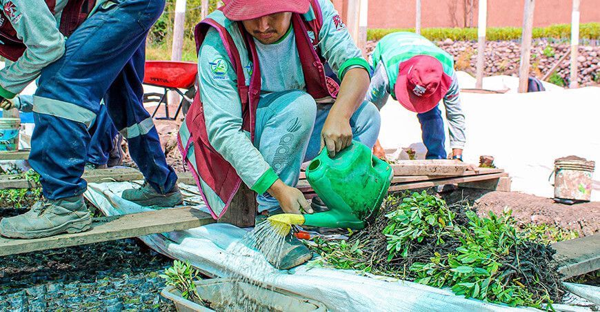 recuperación de ecosistemas producción plantones forestales nativos Cusco