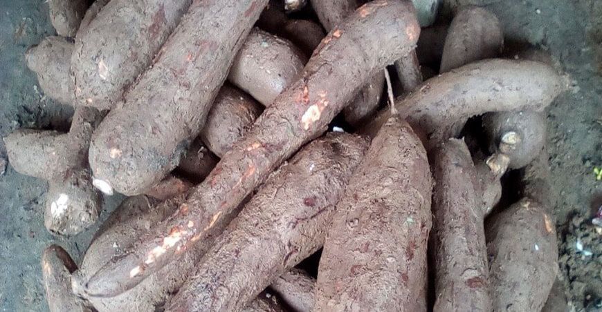 producción de yuca Perú