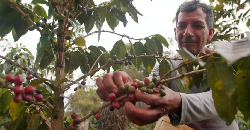productor de cultivo de café Perú