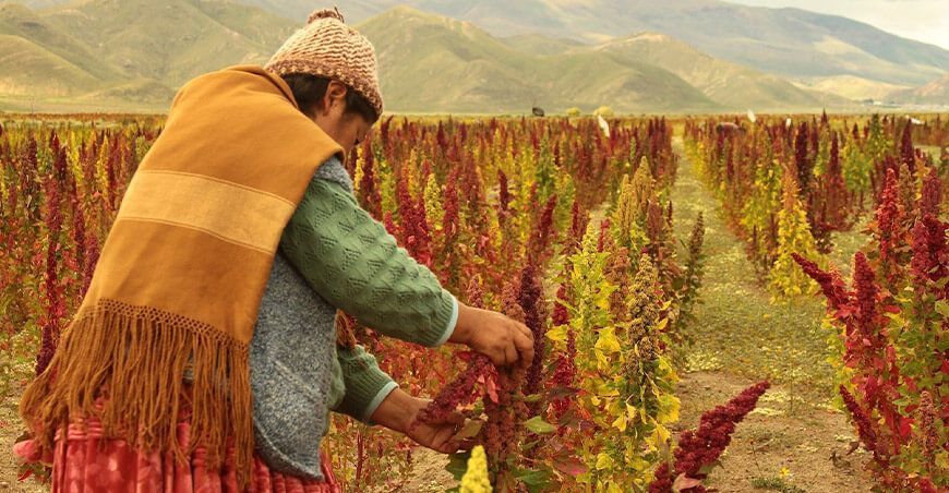 productora de cultivo de quinua Perú