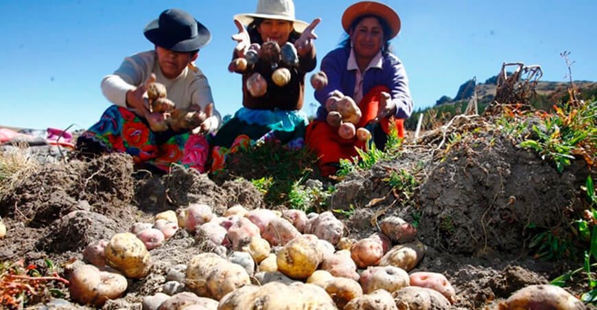 productoras cosecha papa Perú