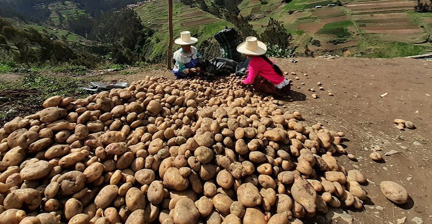 Día Internacional de la Papa productoras cosecha papa Perú