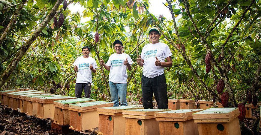 productores apícolas apicultura producción de miel Devida Perú