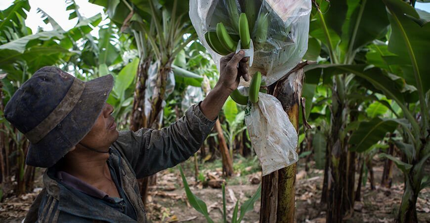 productores exportan banano orgánico Piura Perú