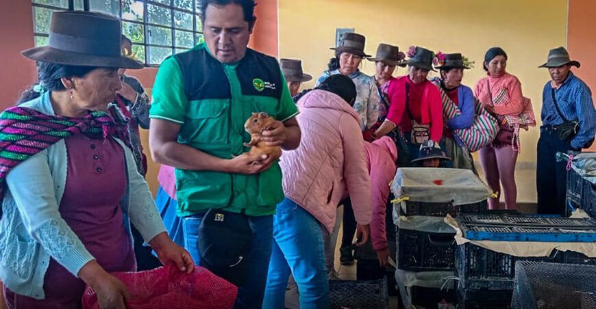 Productores de Chinchao vendieron 600 cuyes reproductores en Huánuco Perú