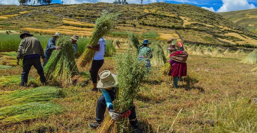 productores cosechan pastos cultivados avena forrajera Cusco Perú