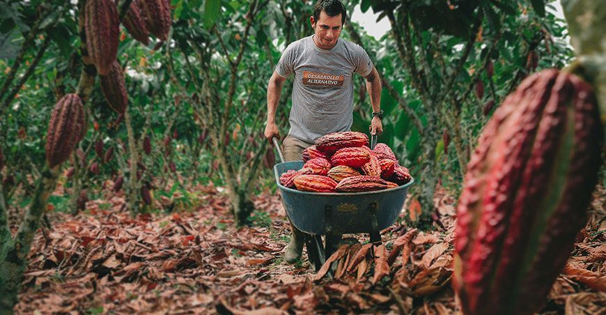 productor de cultivo de cacao Perú Devida