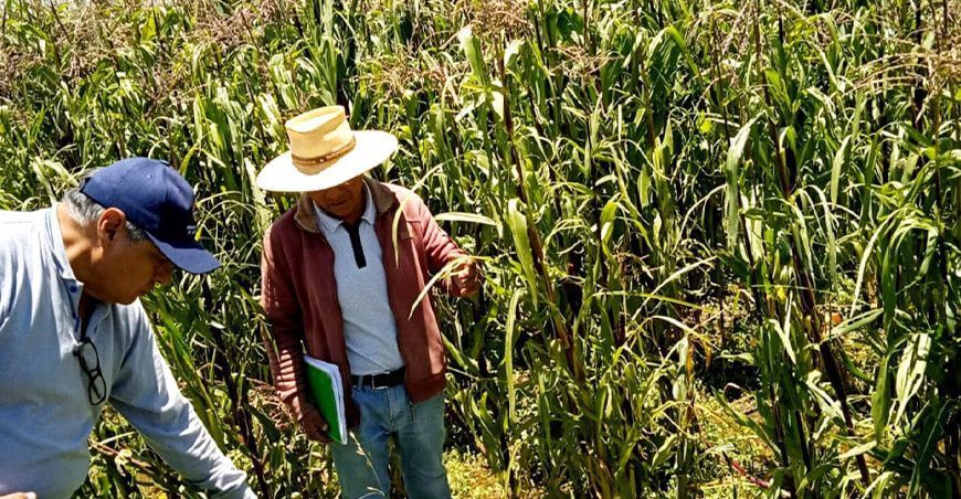 Indemnizarán con S/22 184 a productores de maíz en el distrito de Maca en Arequipa Perú