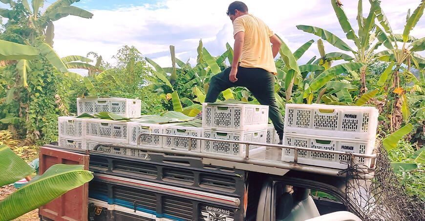 Productores de Generación del Ene venden 4500 kg de plátano de isla semanalmente Junín Provraem Perú