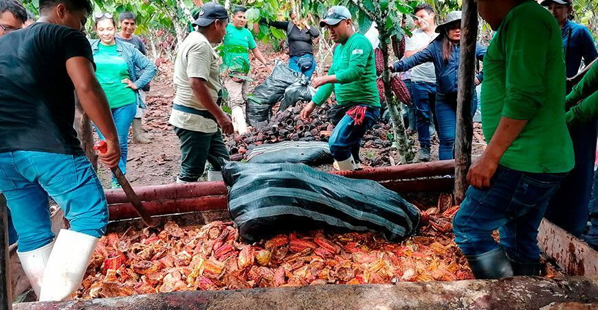 Huánuco: Producirían 149 toneladas de abonos orgánicos para mejorar producción de cacao Devida Perú