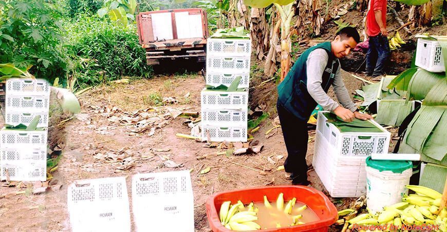 Productores de Generación del Ene venden 4500 kg de plátano de isla semanalmente Junín Provraem Perú