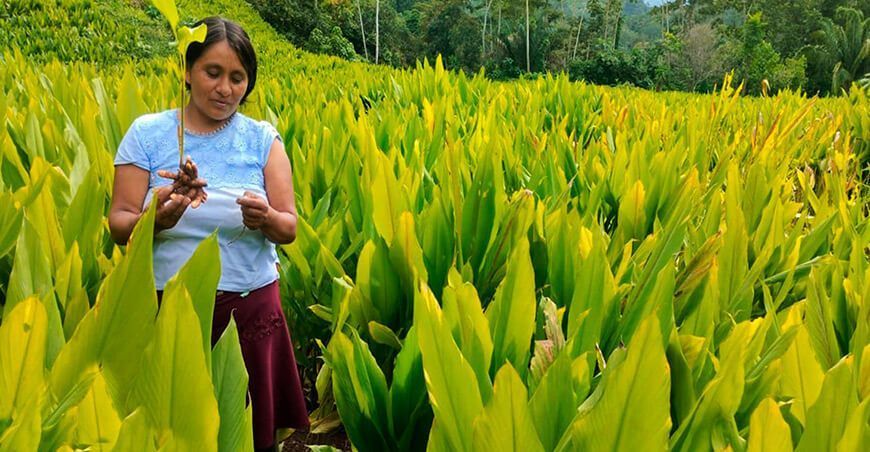 Impulsan la producción de palillo en los distritos de Ayna San Francisco, Sivia y Santa Rosa en Ayacucho Provraem Perú