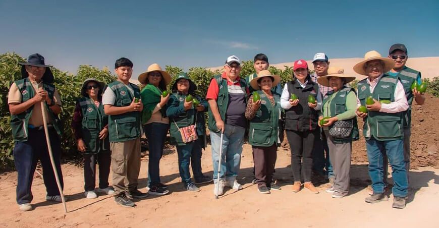 productores palta Hass Asociación Regional de Frutas Tacna recibe estiércol de vacuno