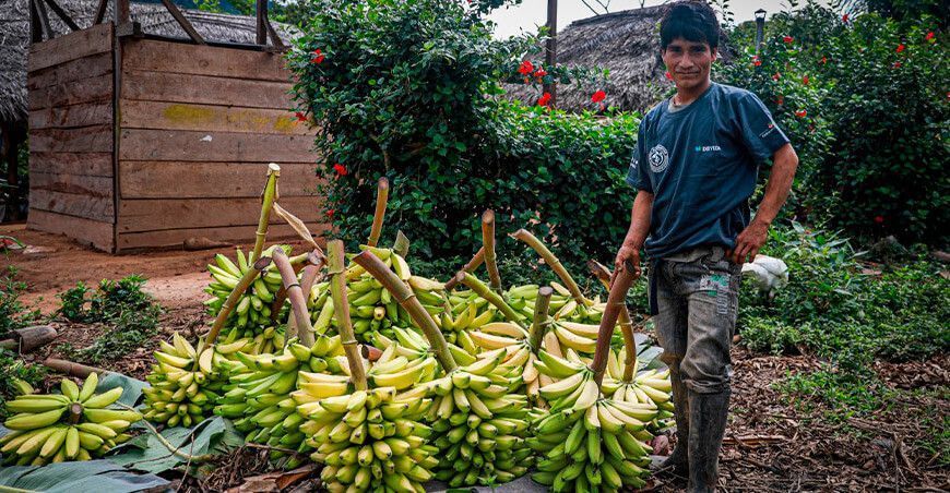 Devida mejorar cadena productiva de plátano en Río Tambo productores Junín