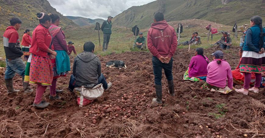 Productores de Santa Eulalia cosechan 26 toneladas de papas nativas en una hectárea en Huánuco Perú