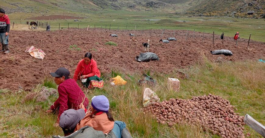 Productores de Santa Eulalia cosechan 26 toneladas de papas nativas en una hectárea en Huánuco Perú