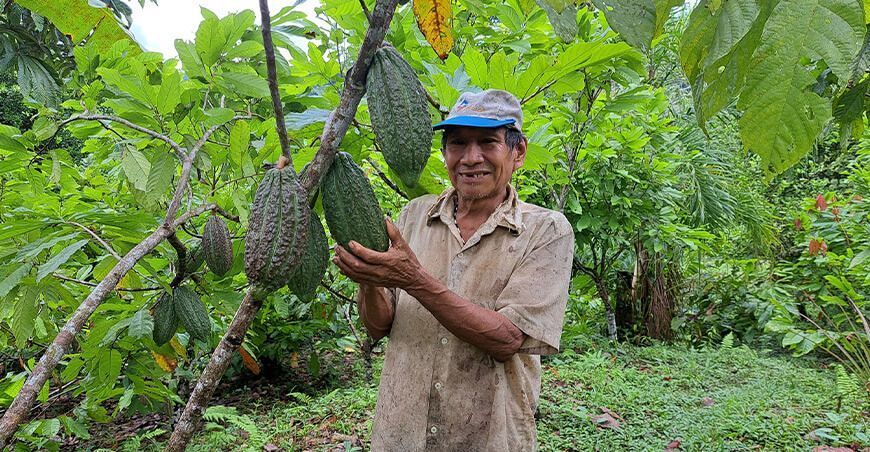 23 comunidades nativas buscan acceder a incentivos económicos para conservar sus bosques Programa Bosques productor de cacao sostenible Perú