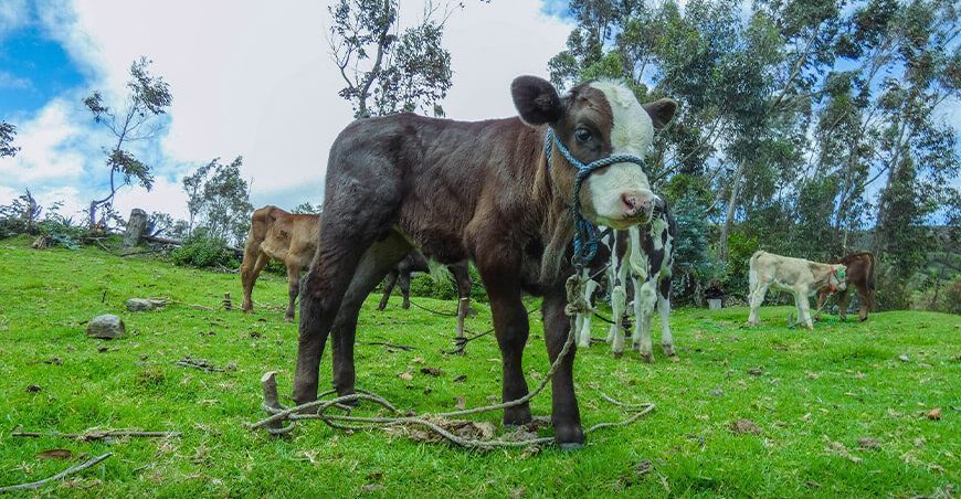 Proyecto ganadero inseminación artificial vacunos becerros Piura