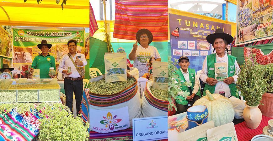 Destinarán S/12 millones para impulsar la cadena productiva del orégano en Tacna Perú