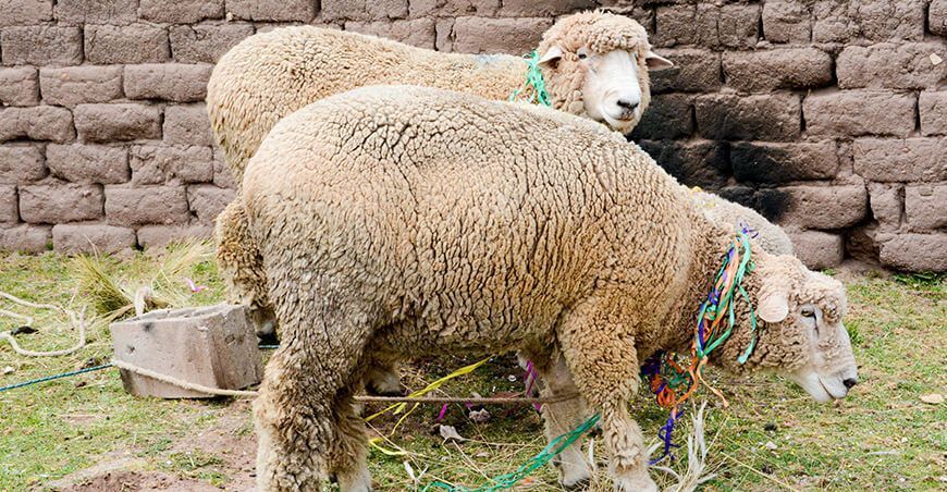 Midagri inicia proyecto para impulsar la producción ovina en San Antón Puno ovinos