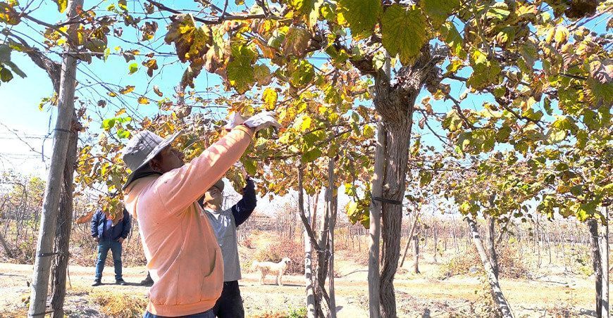 Tacna Proyecto Vid viñedos cultivo de uvas producción vitivinícola Perú