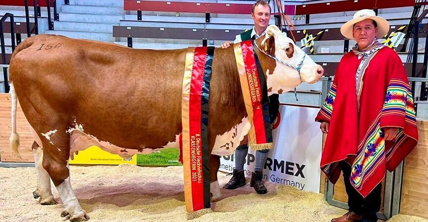 raza Fleckvieh para doble propósito (leche y carne)