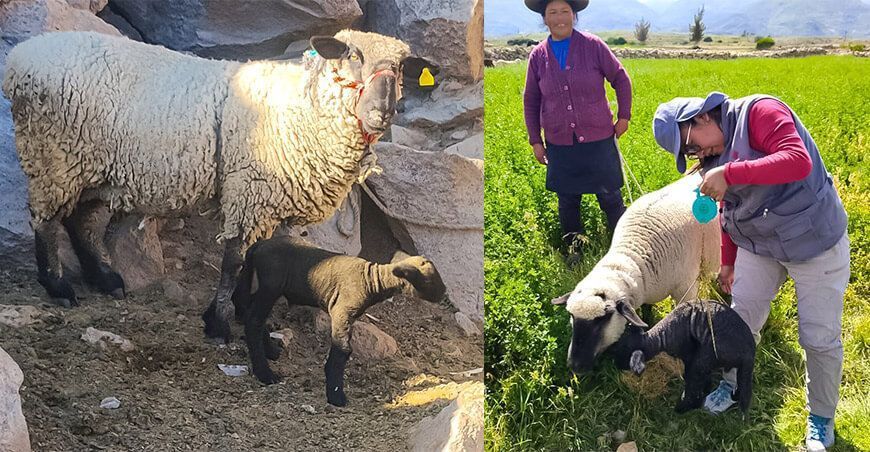 Primeras crías de ovino Hampshire Down nacen por inseminación artificial Tacna Perú