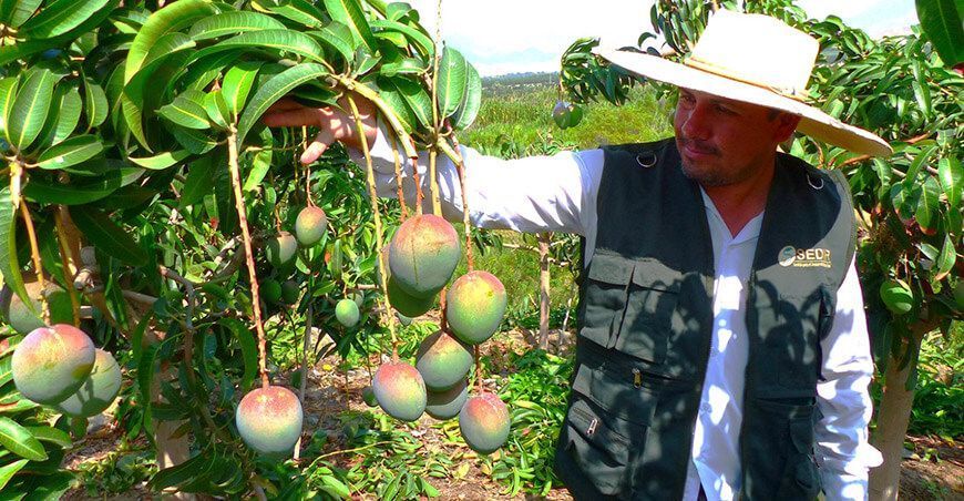 Las bajas temperaturas asegurarían una buena floración del cultivo de mango Sedir Ancash Perú