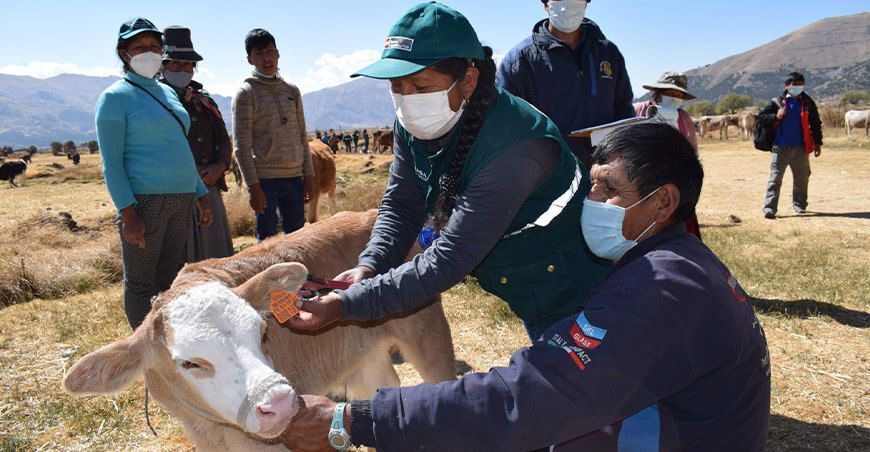 Identificación: Senasa identificó 7 millones de animales entre bovinos y porcinos aretados ganado Perú