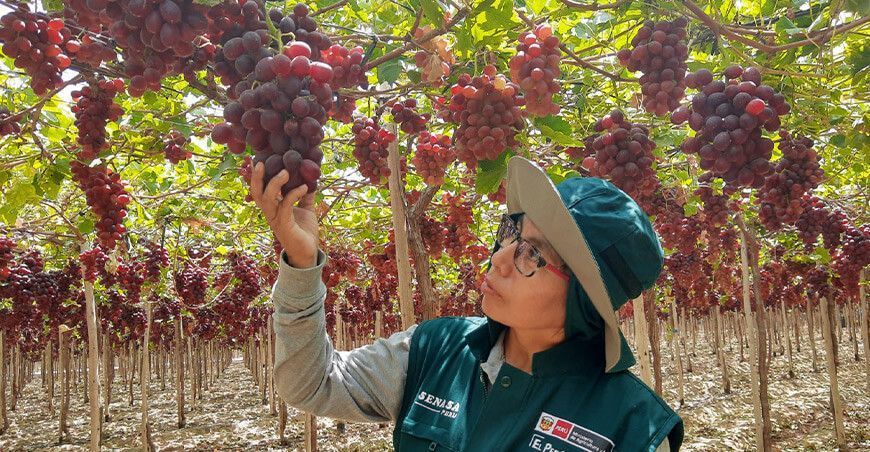 Senasa certificó 89 186 hectáreas de uva en nueve regiones del Perú