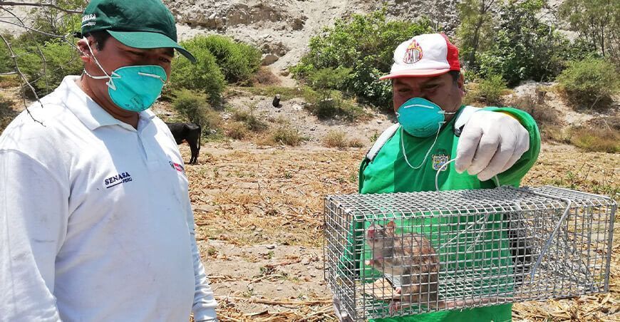 Senasa plaga de roedores cultivos agrícolas Huaura Lima Perú