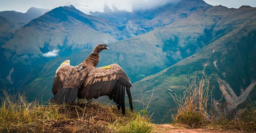 Serfor devuelve a su hábitat al cóndor andino “Apusinchi” tras recuperarse de la intoxicación Apurímac Perú