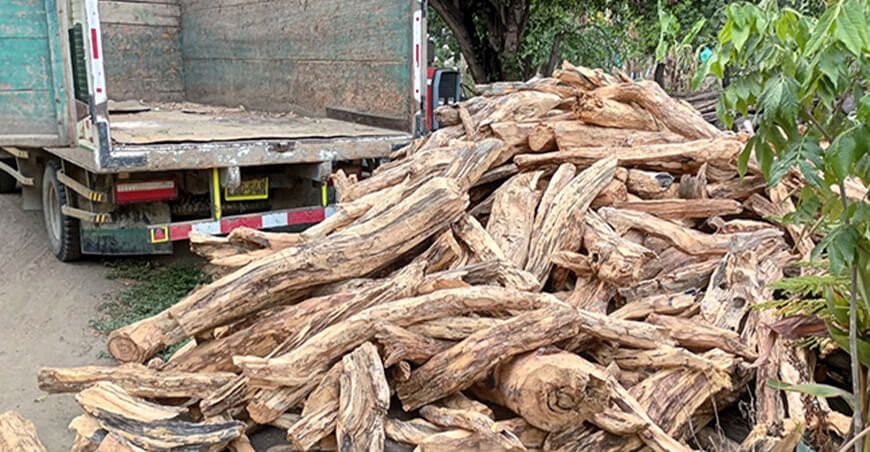 Decomisaron 1970 kg de palo santo y 76 unidades de leña de algarrobo ilegales