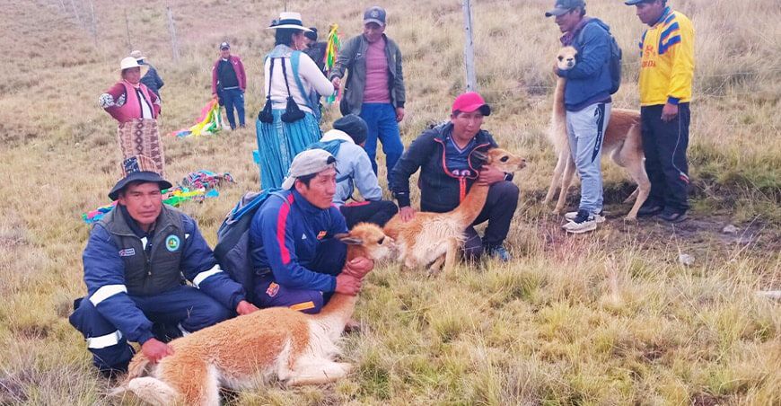 Puno da inicio al tradicional chaccu de vicuñas en la comunidad de Santa Ana de Tarucani fibra de vicuña