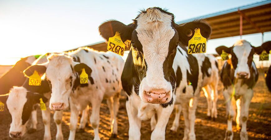 consejos para mejorar la trazabilidad alimentaria en la industria ganadera de vacunos Perú