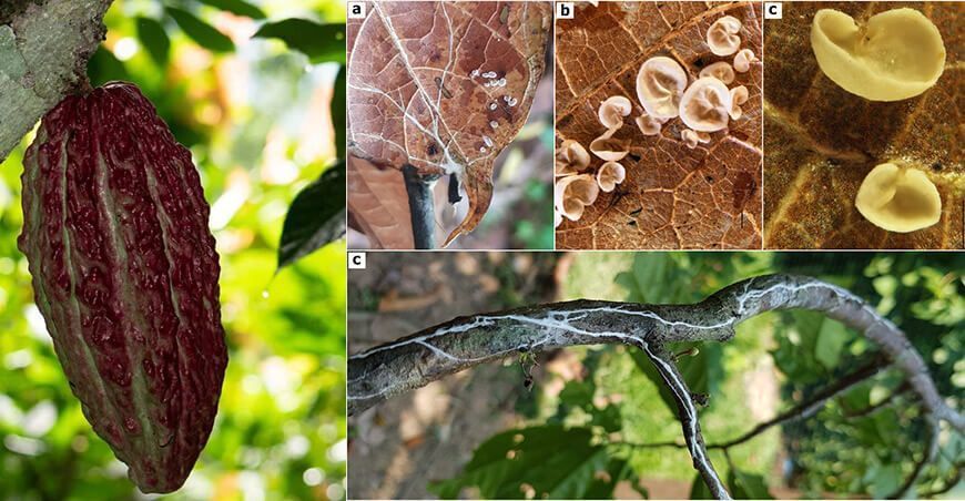 Investigadores UNTRM descubren nueva especie de hongo patógeno del cacao en Amazonas