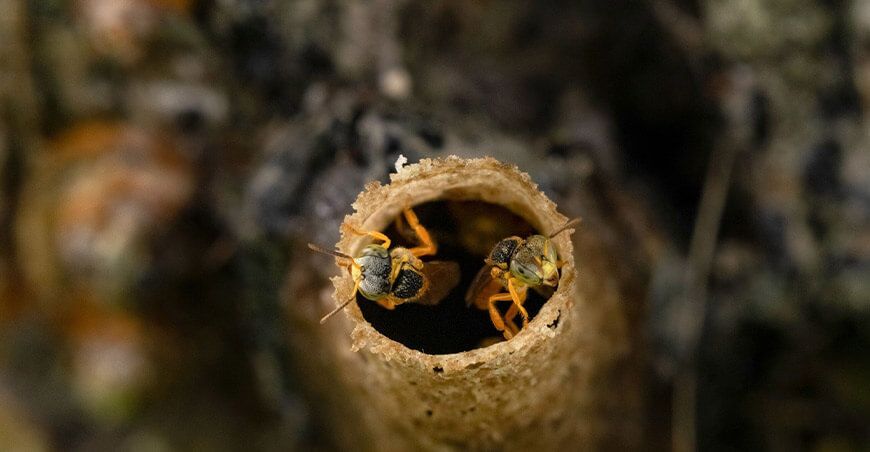 UNTRM investiga la adaptación climática de polinizadores en Amazonas