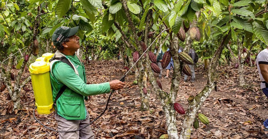 Devida realiza campaña de control de plagas en 4856 hectáreas de cacao productores San Martín Perú