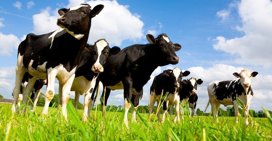 Ganadería sostenible: La clave está en mejorar la alimentación UNALM Perú