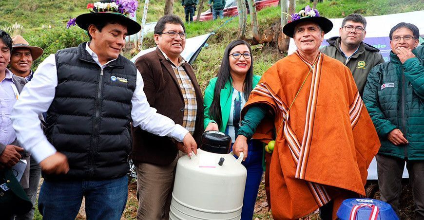 INIA transfiere 1600 pajillas de semen de ganado vacuno de alta calidad genética Pasco Perú