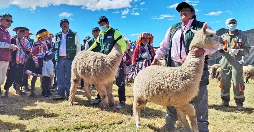 Kits veterinarios dosificación alpacas Cusco Perú Agro Rural
