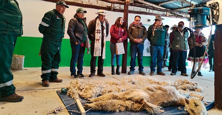Agro Rural impulsa producción de fibra de alpaca tras inaugurar centro de esquila alpaqueros Cusco Perú