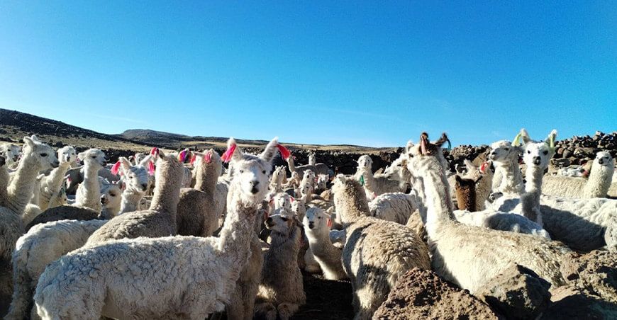 alpacas camélidos sudamericanos Ayacucho Perú