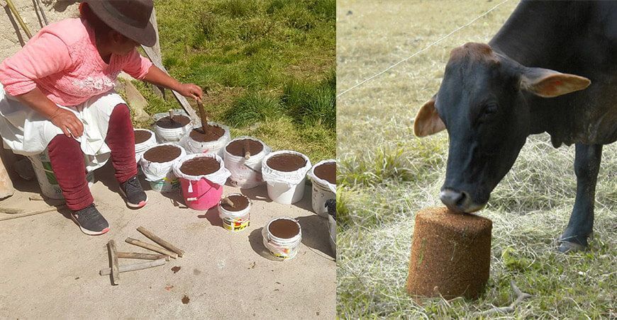 Garantizarán alimentación de vacunos con bloques nutricionales Ayacucho Perú