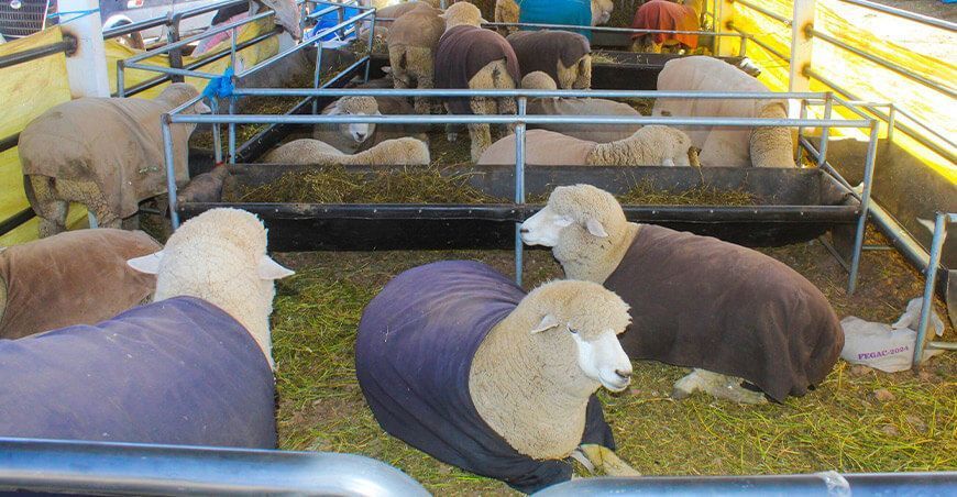 bretes ganaderos Inauguraron albergues ganaderos en el campo ferial de Juliaca en Puno Perú