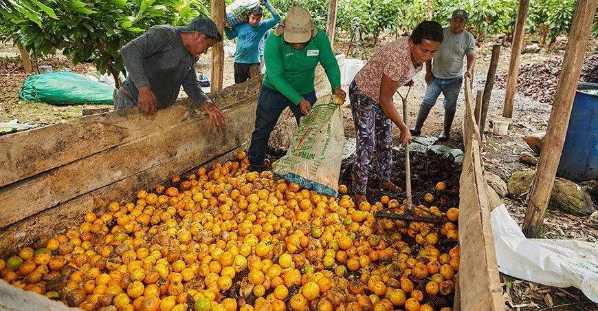 Cacaoteros producirán toneladas de abono orgánico o compost Vraem Devida Perú